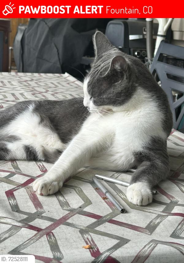 Lost Male Cat last seen Ancestra and Monterey Dr, Fountain, CO 80817