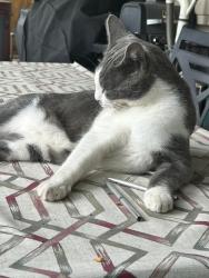Lost Male Cat last seen Ancestra and Monterey Dr, Fountain, CO 80817