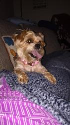Lost Female Dog last seen French Rd, Beaumont, TX 77703