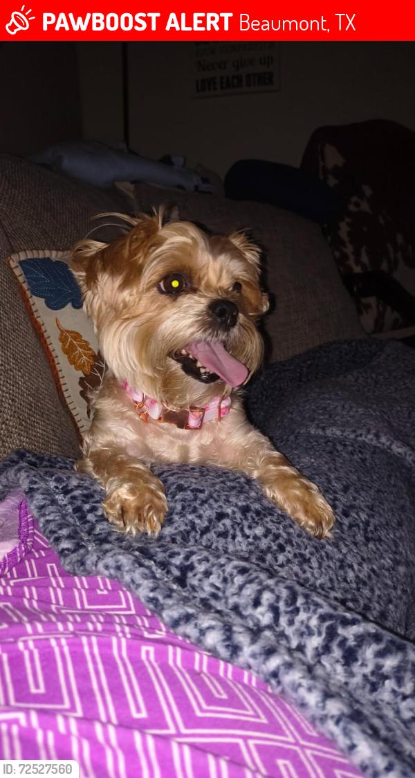 Lost Female Dog last seen French Rd, Beaumont, TX 77703