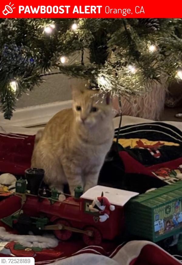 Lost Male Cat last seen Near north malena orange California 92867, Orange, CA 92867