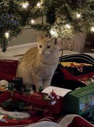 Lost Male Cat last seen Near north malena orange California 92867, Orange, CA 92867