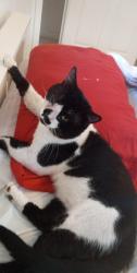 Lost Male Cat last seen Turner camp road, Inverness, FL 34453