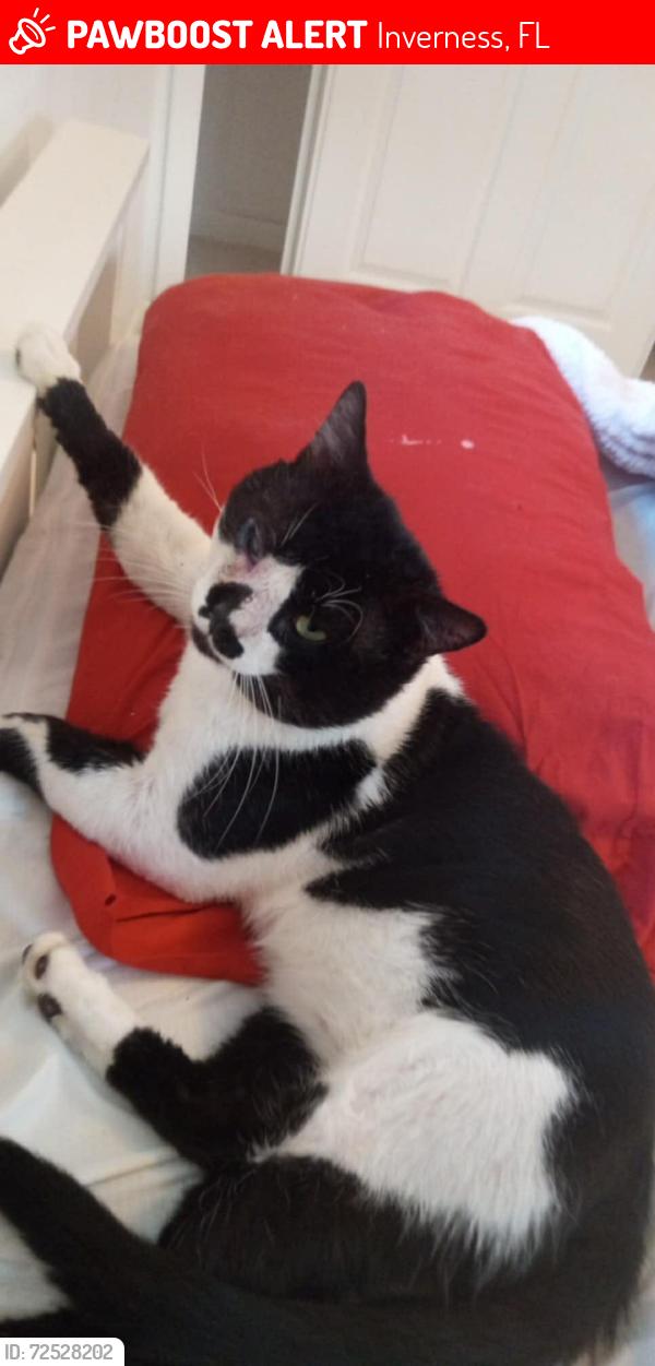 Lost Male Cat last seen Turner camp road, Inverness, FL 34453