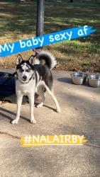 Lost Female Dog last seen Bc Haynie elementary , Morrow, GA 30260