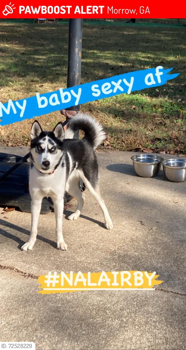 Lost Female Dog last seen Bc Haynie elementary , Morrow, GA 30260