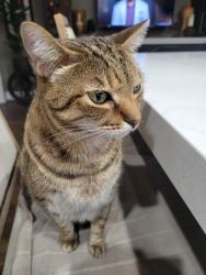 Lost Male Cat last seen Garfield and Mariposa, La Mesa, CA 91941
