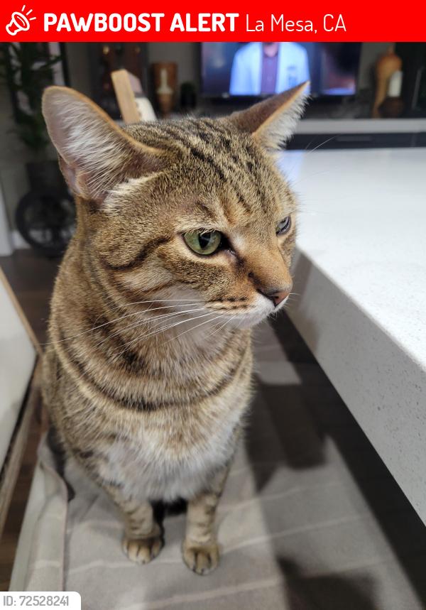 Lost Male Cat last seen Garfield and Mariposa, La Mesa, CA 91941