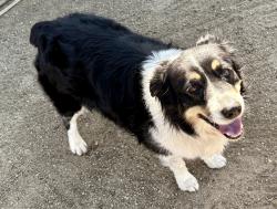 Found/Stray Female Dog last seen Magnolia Ave Nuevo Ca, Nuevo, CA 92567