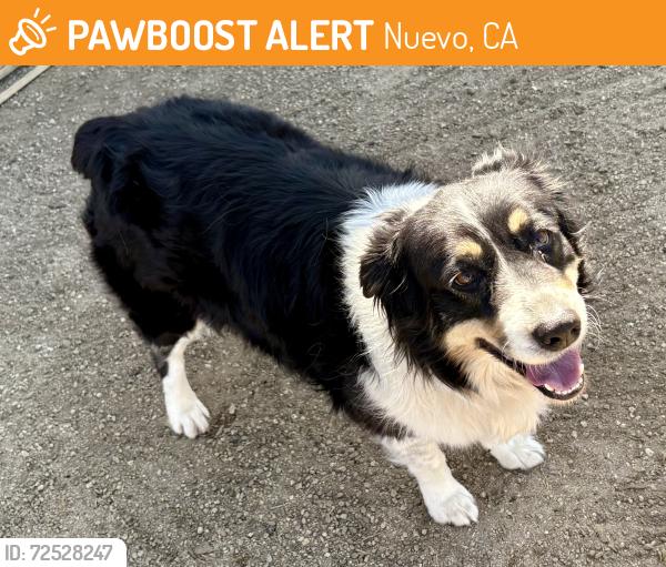 Found/Stray Female Dog last seen Magnolia Ave Nuevo Ca, Nuevo, CA 92567