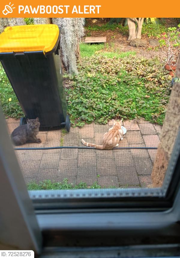 Found/Stray Unknown Cat last seen Lewin Crescent, Holly Avenue, Liverpool Day Surgery, Chipping Norton, NSW 2170