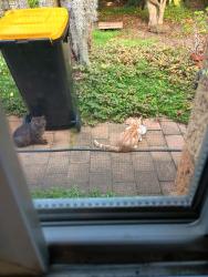 Found/Stray Unknown Cat last seen Lewin Crescent, Holly Avenue, Liverpool Day Surgery, Chipping Norton, NSW 2170