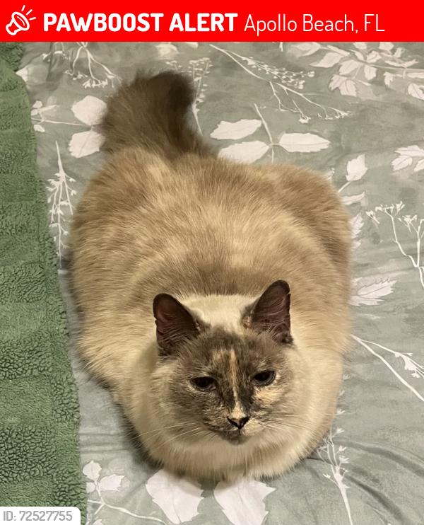 Lost Female Cat last seen Guilford in Waterset, Apollo Beach, FL 33572