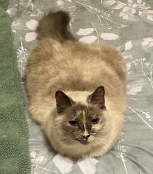 Lost Female Cat last seen Guilford in Waterset, Apollo Beach, FL 33572