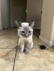 Lost Male Cat last seen Unser & ladera, Albuquerque, NM 87120