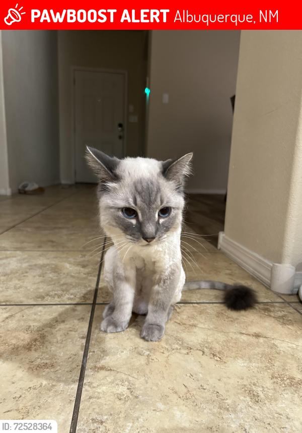 Lost Male Cat last seen Unser & ladera, Albuquerque, NM 87120