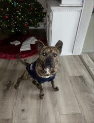 Lost Male Dog last seen Parkside & Sonora, San Bernardino, CA 92404