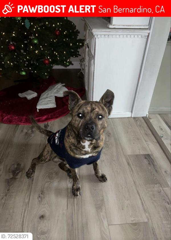 Lost Male Dog last seen Parkside & Sonora, San Bernardino, CA 92404