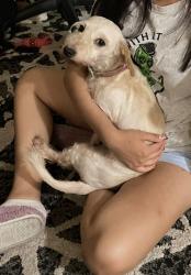 Lost Female Dog last seen Fm 78 and crestway in converse tx, Converse, TX 78109