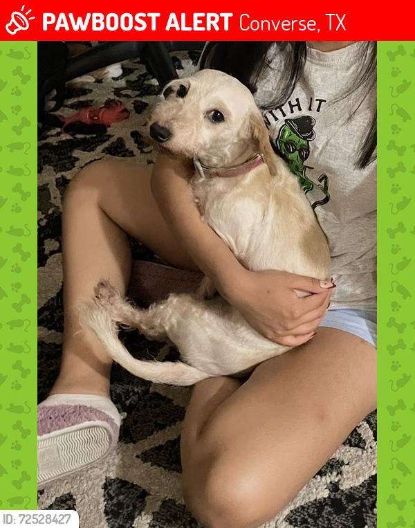 Lost Female Dog last seen Fm 78 and crestway in converse tx, Converse, TX 78109