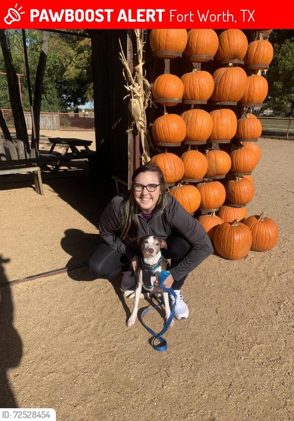 Lost Male Dog last seen Olive pl, Fort Worth, TX 76116