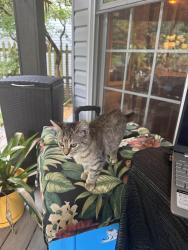 Lost Female Cat last seen Banner farm Rd, Tole Allison Rd, Horse Shoe, NC 28729