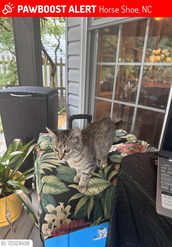 Lost Female Cat last seen Banner farm Rd, Tole Allison Rd, Horse Shoe, NC 28729