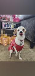 Lost Male Dog last seen San Antonio, Chino, CA 91710
