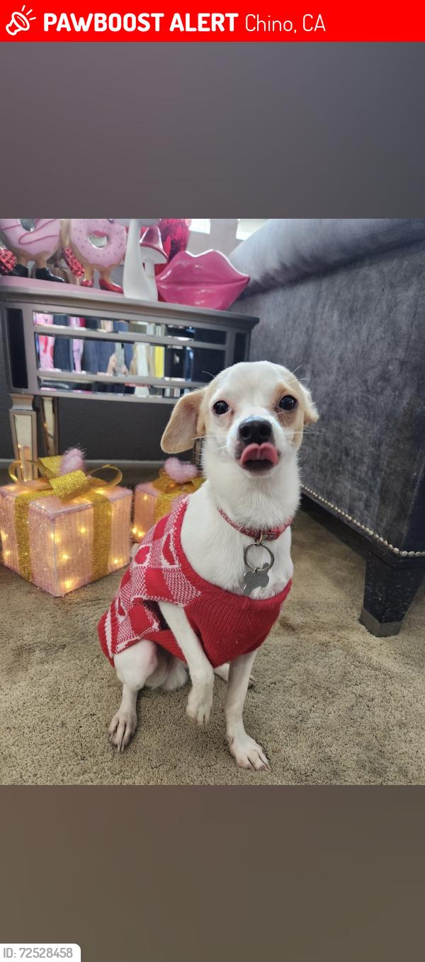Lost Male Dog last seen San Antonio, Chino, CA 91710