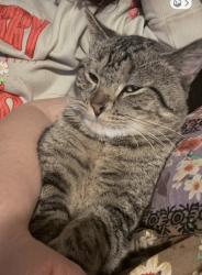 Reunited Male Cat last seen Val Vista & Williams Field, Gilbert, AZ 85295