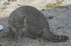 Found/Stray Female Cat last seen Near NW 68th Ter,  Gainesville, 32605, Gainesville, FL 32605