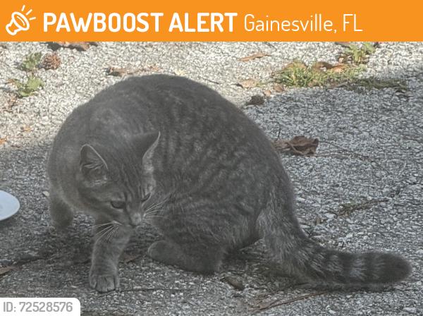 Found/Stray Female Cat last seen Near NW 68th Ter,  Gainesville, 32605, Gainesville, FL 32605