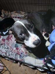 Reunited Female Dog last seen Behind pinedale, New Bern, NC 28560
