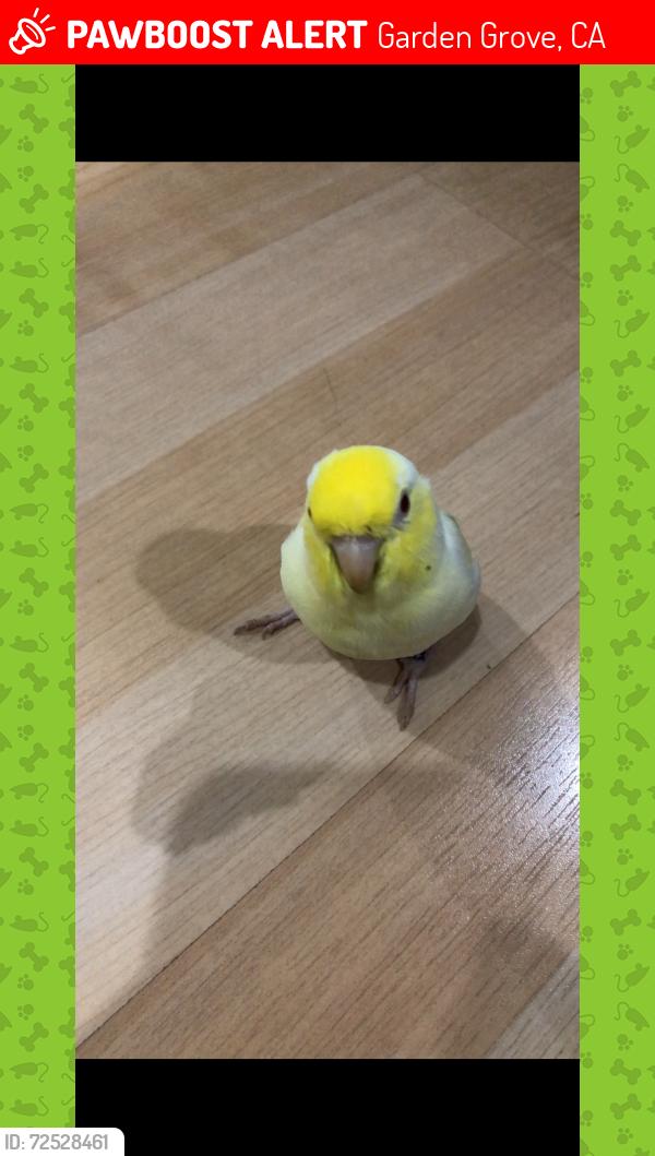 Lost Male Bird last seen Brookhurst Westminster, Garden Grove, CA 92843