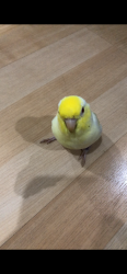 Lost Male Bird last seen Brookhurst Westminster, Garden Grove, CA 92843