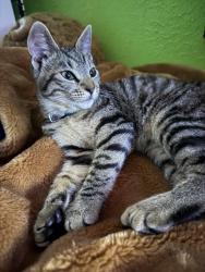 Reunited Female Cat last seen worchester ave and lowell rd, Tampa, FL 33624