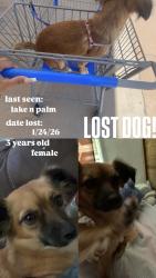 Lost Female Dog last seen lake st, Bakersfield, CA 93305