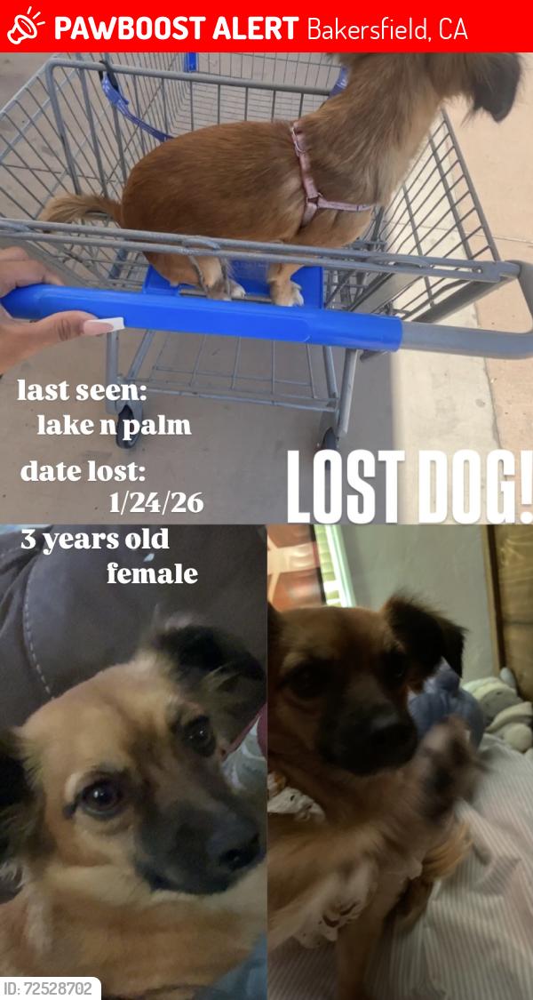 Lost Female Dog last seen lake st, Bakersfield, CA 93305