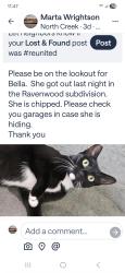 Lost Female Cat last seen Farm and savannah marie hse, Las Vegas, NV 89149