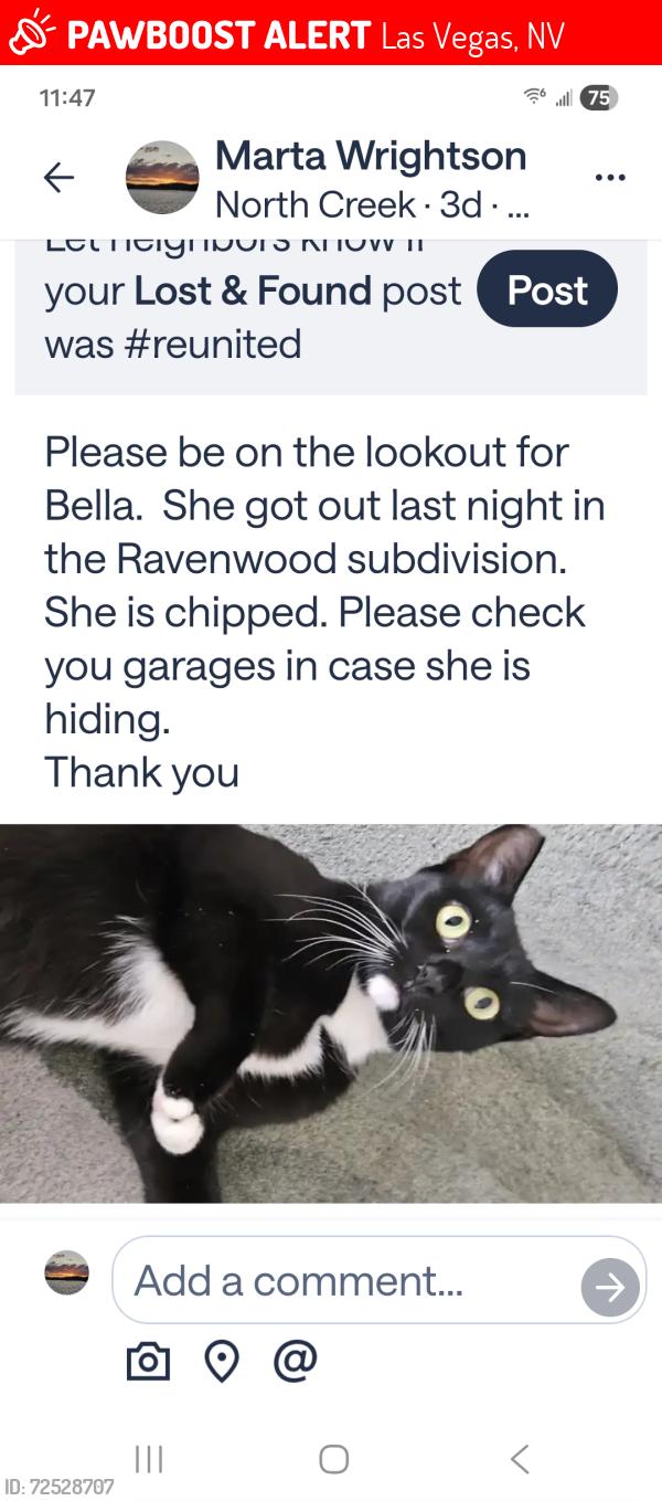 Lost Female Cat last seen Farm and savannah marie hse, Las Vegas, NV 89149