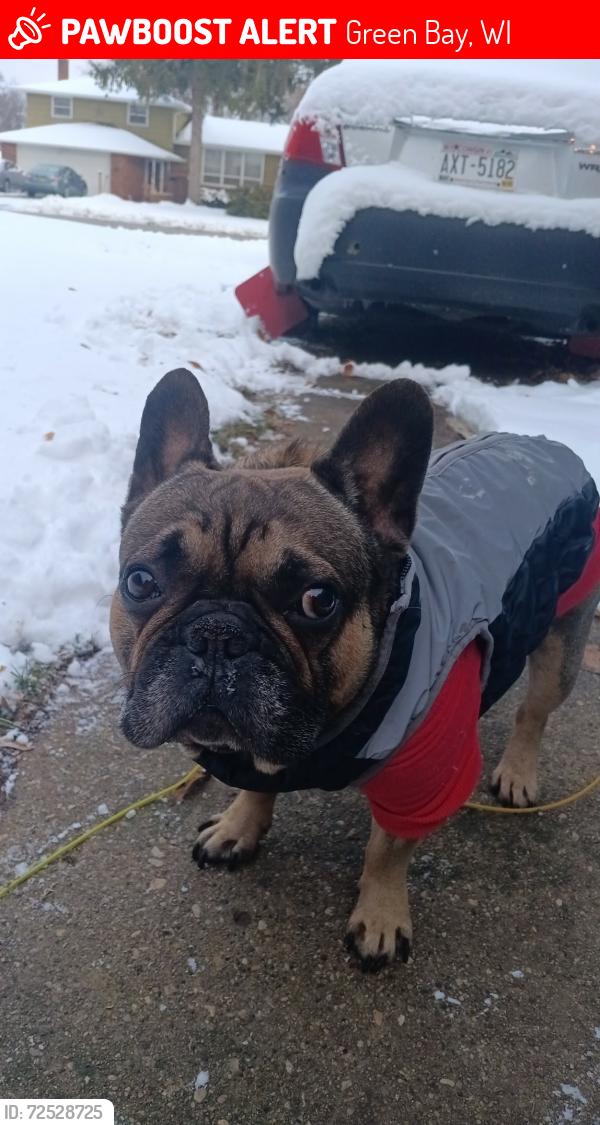Lost Male Dog last seen Perkins park and bond st , Green Bay, WI 54303