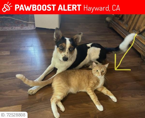 Lost Male Cat last seen Ricardo and shirly, Hayward, CA 94541