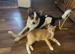 Lost Male Cat last seen Ricardo and shirly, Hayward, CA 94541