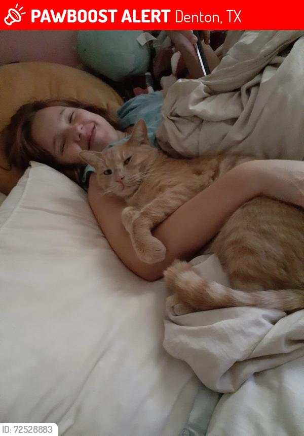 Lost Male Cat last seen Aileen St and Broadway, Denton, TX 76201