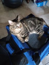 Lost Male Cat last seen Near , Miami, FL 33177