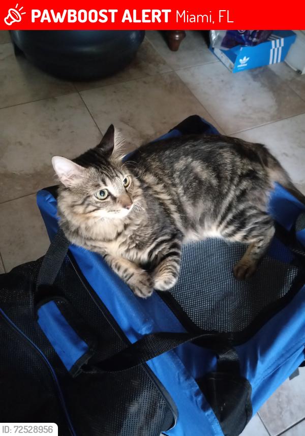 Lost Male Cat last seen Near , Miami, FL 33177