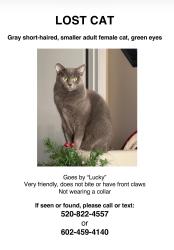 Lost Female Cat last seen 4th ave and baseline rd, Phoenix, AZ 85041