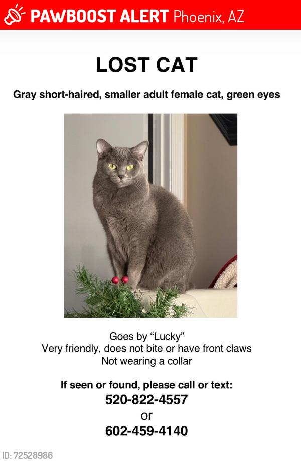 Lost Female Cat last seen 4th ave and baseline rd, Phoenix, AZ 85041