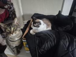 Lost Male Cat last seen Near Kellogg, London, ON N5W 2M7