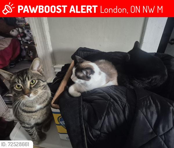 Lost Male Cat last seen Near Kellogg, London, ON N5W 2M7